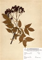 藏品(野鴉椿)的圖片